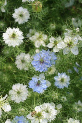 fennelflower