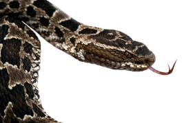 fer-de-lance