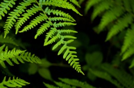 fern