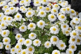 feverfew