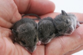 field mouse