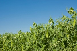field pea