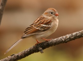 field sparrow