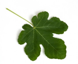 fig leaf