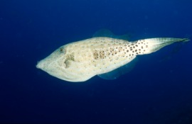 filefish