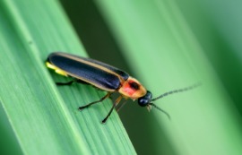 firefly