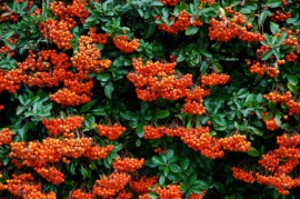 firethorn