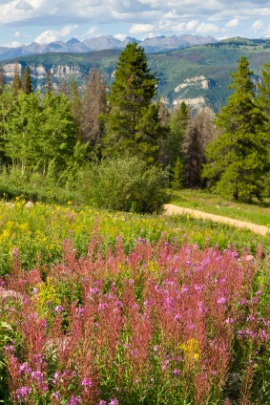 fireweed