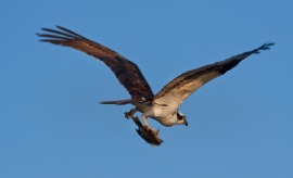 fish hawk