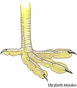 fissipalmate