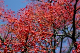 flame tree