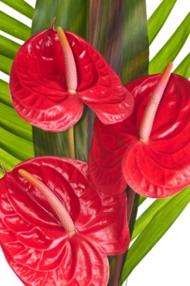 flamingo flower