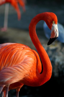 flamingo