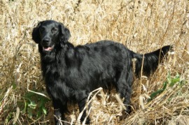 flat-coated retriever