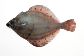 flatfish