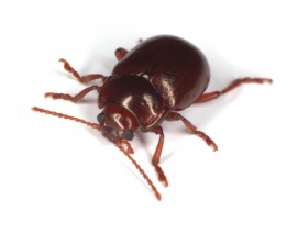 flea beetle