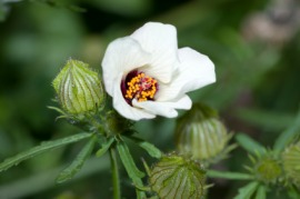 flower-of-an-hour