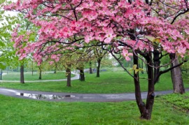 flowering dogwood