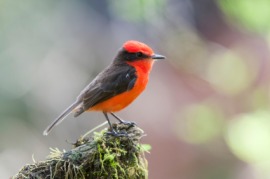flycatcher