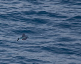 flying fish