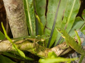 flying gecko