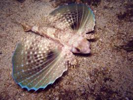 flying gurnard