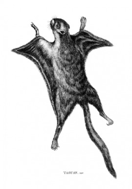 flying squirrel