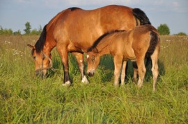 foal