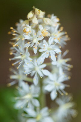 foamflower