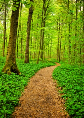 footpath