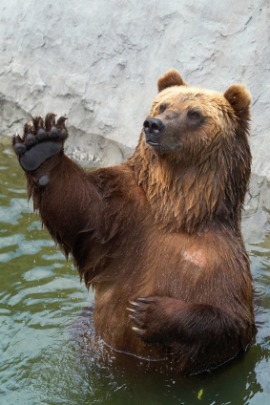 forepaw