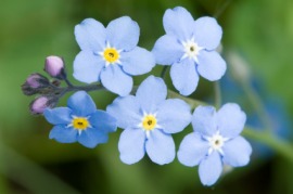 forget-me-not