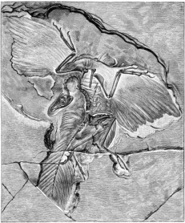 fossiliferous