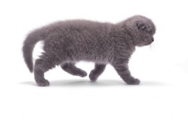 four-footed