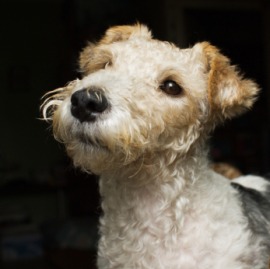 fox terrier