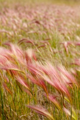 foxtail