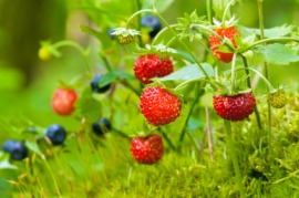 fraises des bois