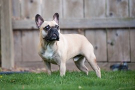 French bulldog
