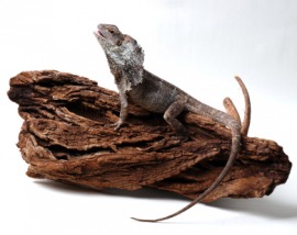 frilled lizard