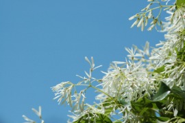 fringe tree
