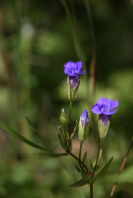 fringed gentian