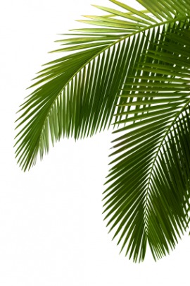 frond