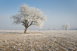 frosty