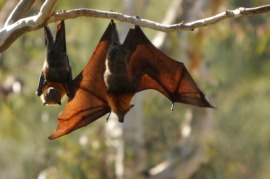 fruit bat