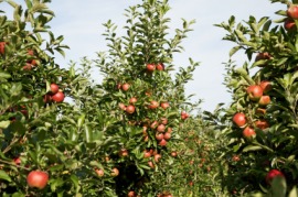 fruit tree