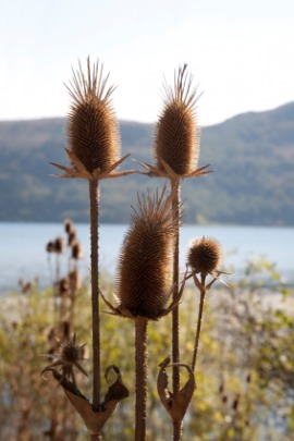 fuller's teasel