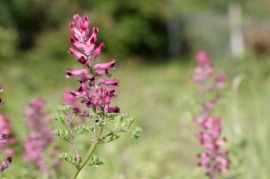 fumitory