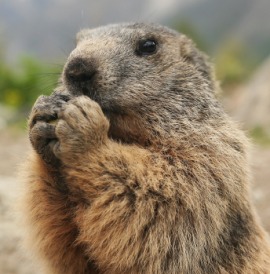furry