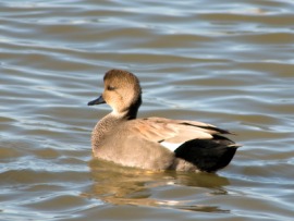 gadwall