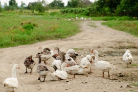 gaggle